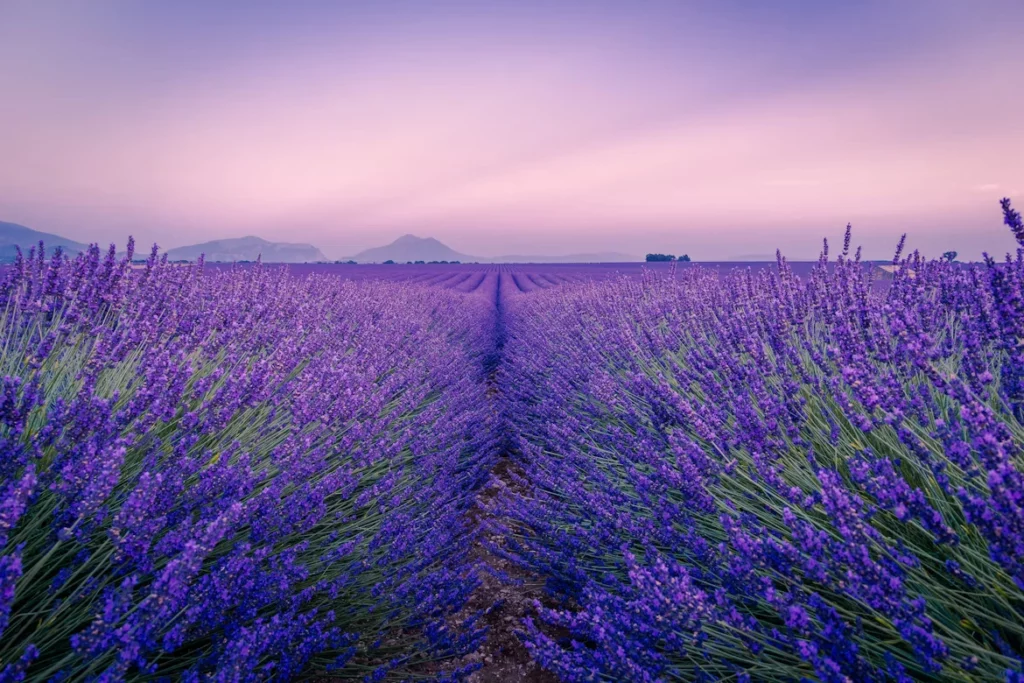 Lignes de lavande symétriques s'étendant vers des montagnes sous un ciel rosé.
